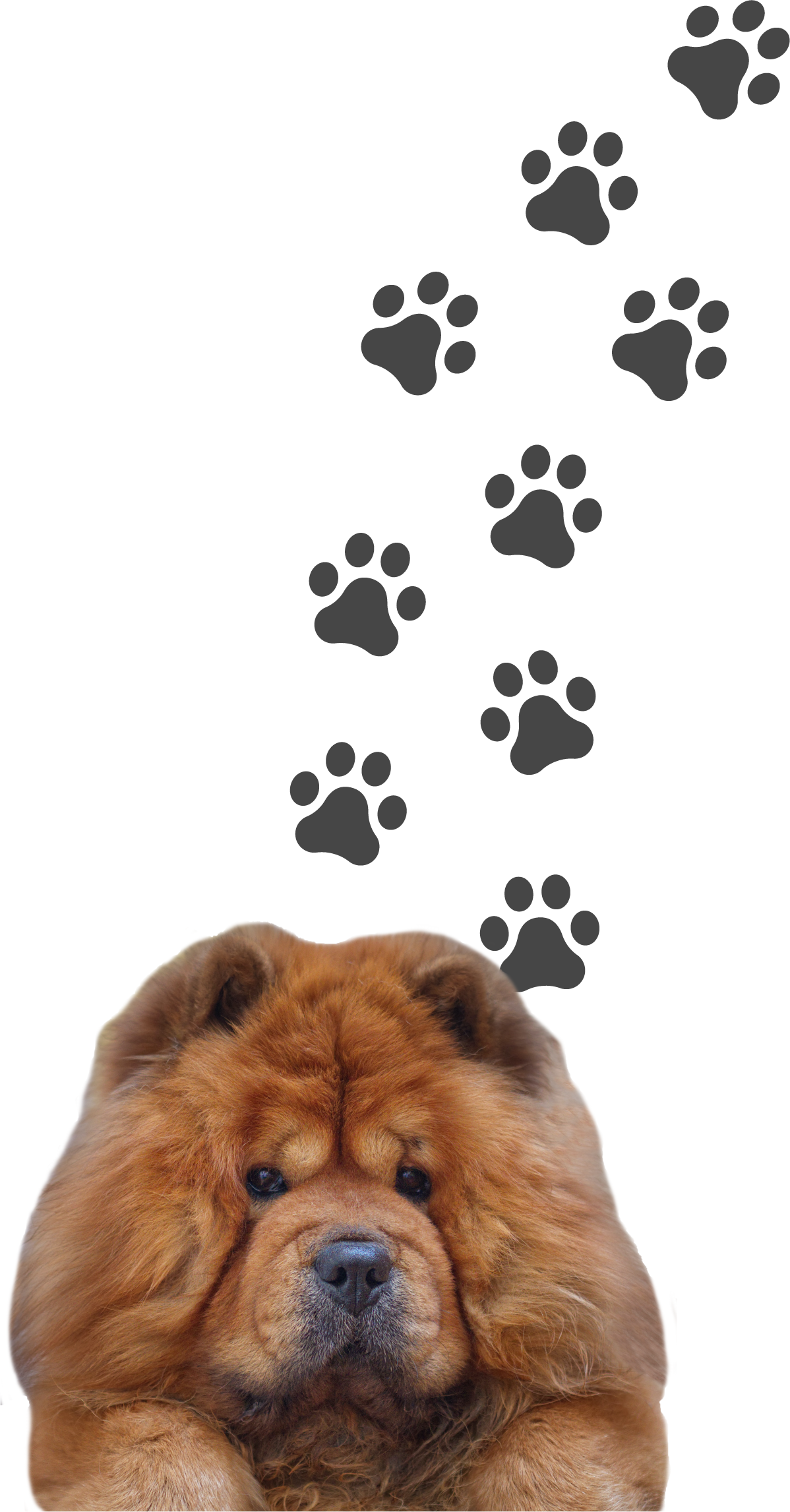 paw patrol