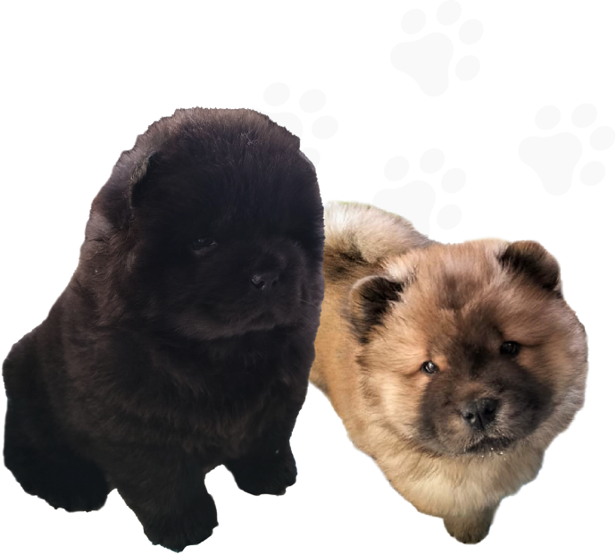 foto chow chow pups info section